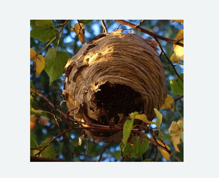 Обработка от шершней в Очаково-Матвеевском районе Москвы