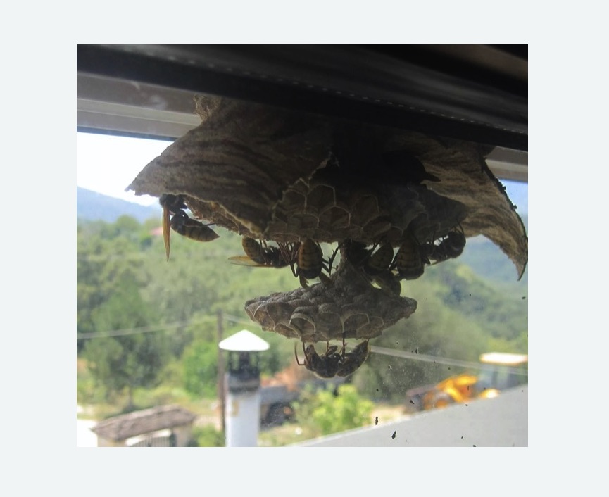 Уничтожение гнёзд шершней в Очаково-Матвеевском районе Москвы